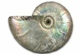 Silver Iridescent Ammonite (Cleoniceras) Fossil - Madagascar #328374-1